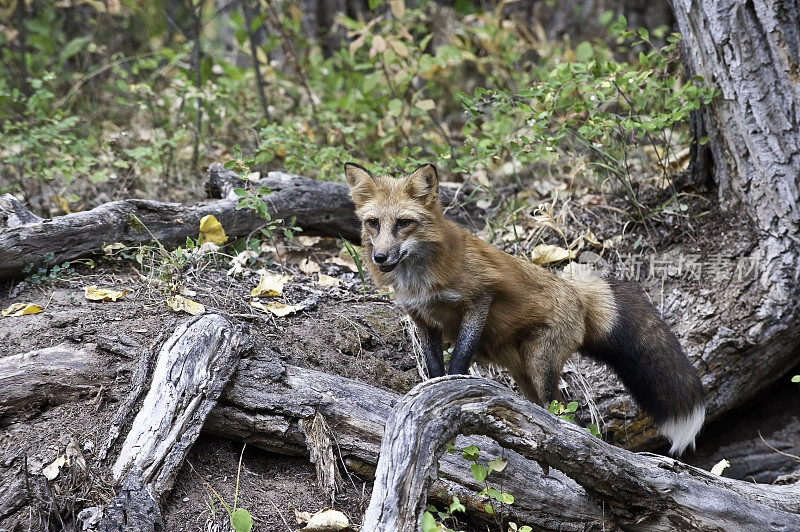 赤狐(Vulpes Vulpes)是食肉目哺乳动物。它是陆地上食肉动物中分布最广的，原产于加拿大、阿拉斯加、几乎所有邻近的美国、欧洲和北非